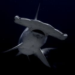 Getting a bit close! Galapagos 2006. by Chris Wildblood 